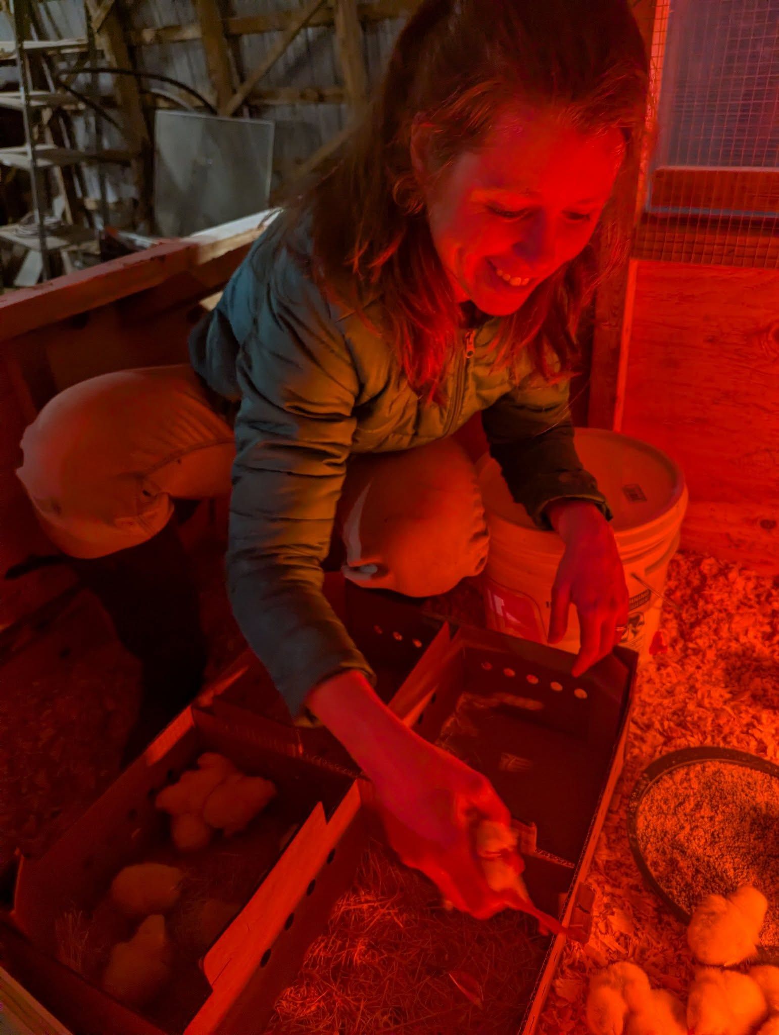 A smiling woman lit by a red heat lamp lifts newly arrived chicks out of a cardboard box into the brooder