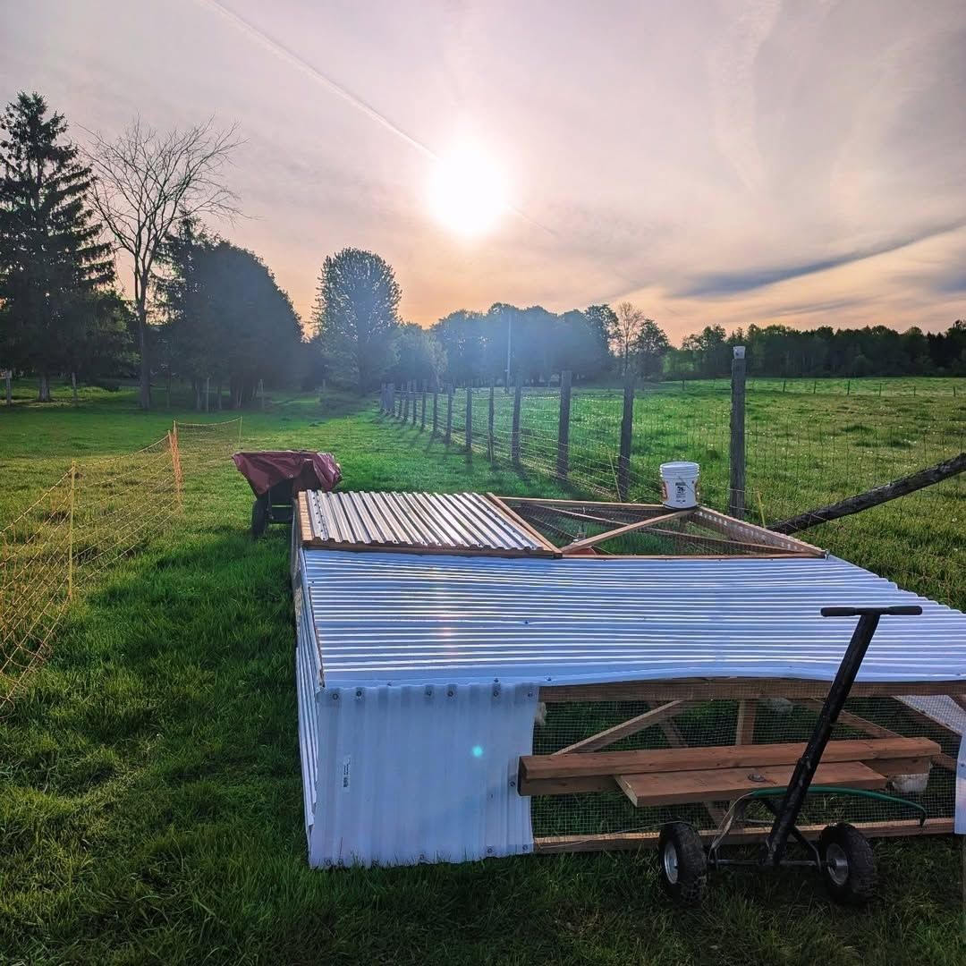A white-roofed pasture pen on wheels beside a fence line at dawn, the sun rising over the field