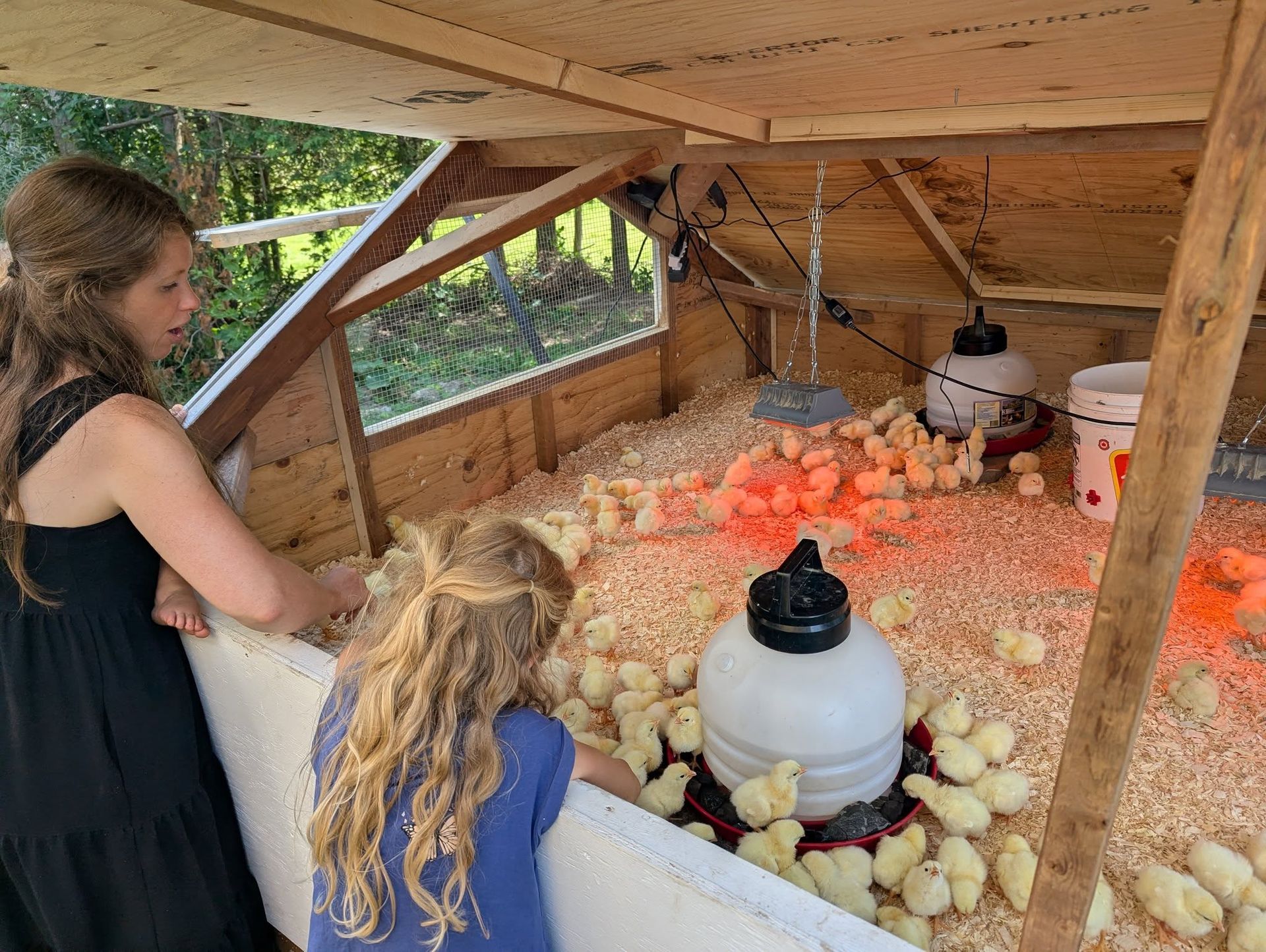 A woman and a young girl lean over the edge of the wooden brooder, looking at dozens of yellow chicks under a red heat lamp