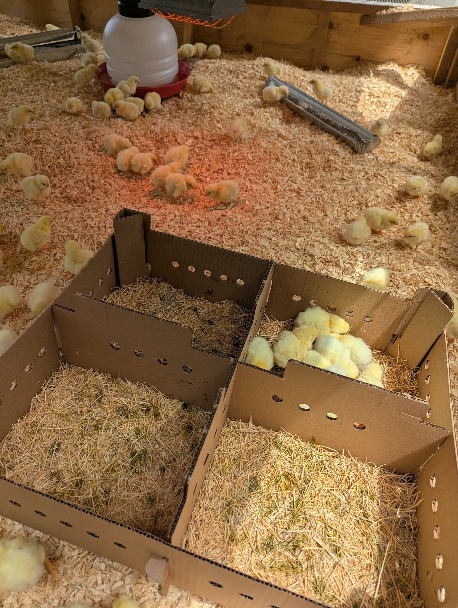 Cardboard shipping boxes lined with straw sit open in the brooder as chicks scatter across the shavings