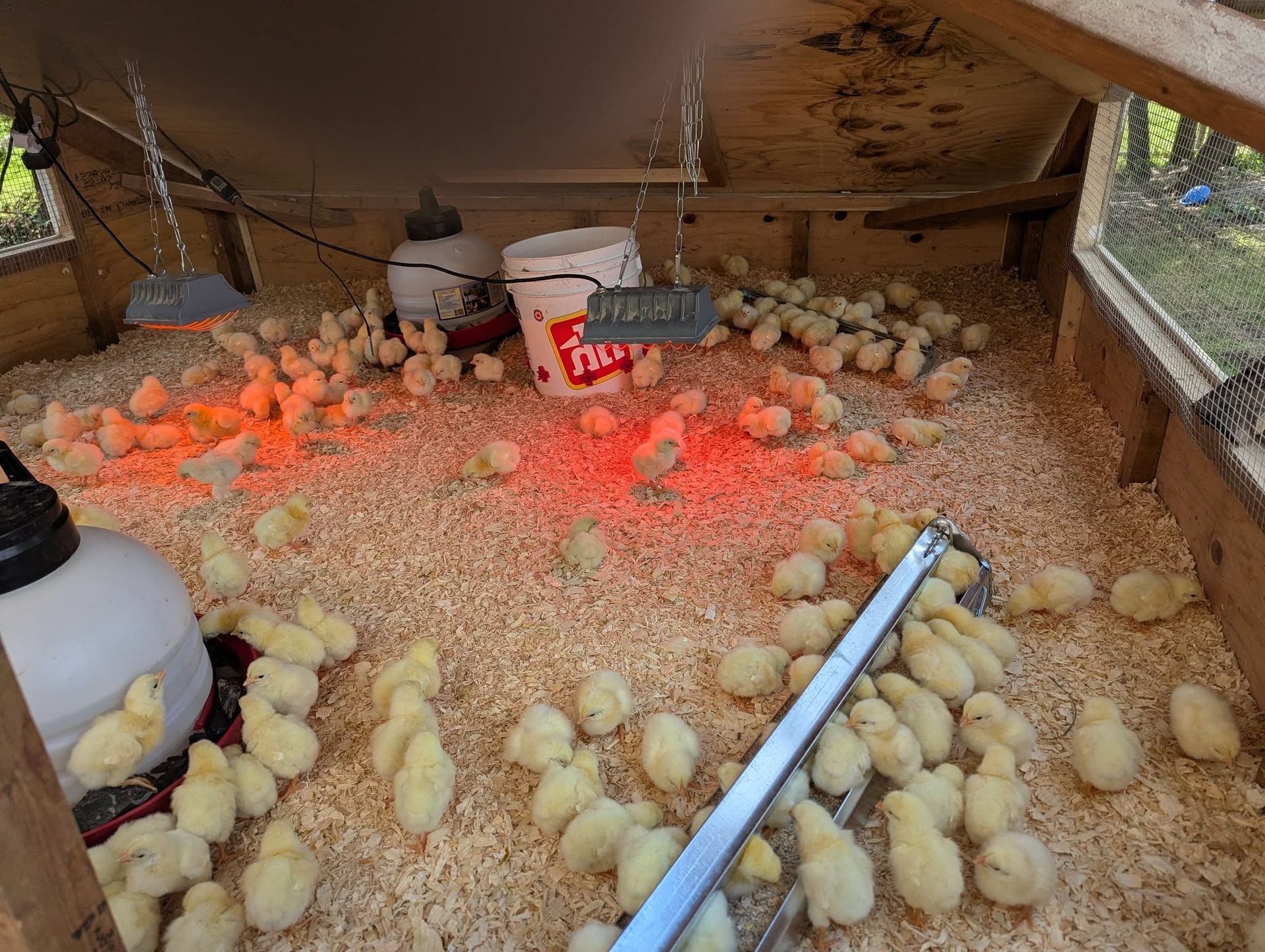 Around two hundred yellow chicks spread across wood shavings inside the brooder, with feeders, a waterer and a red heat lamp