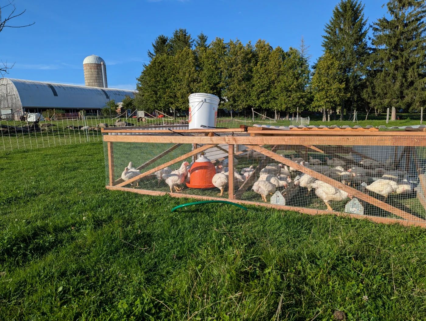 Young white broiler chickens pecking at grass inside a low wire-mesh pasture pen, with the barn and silo in the distance