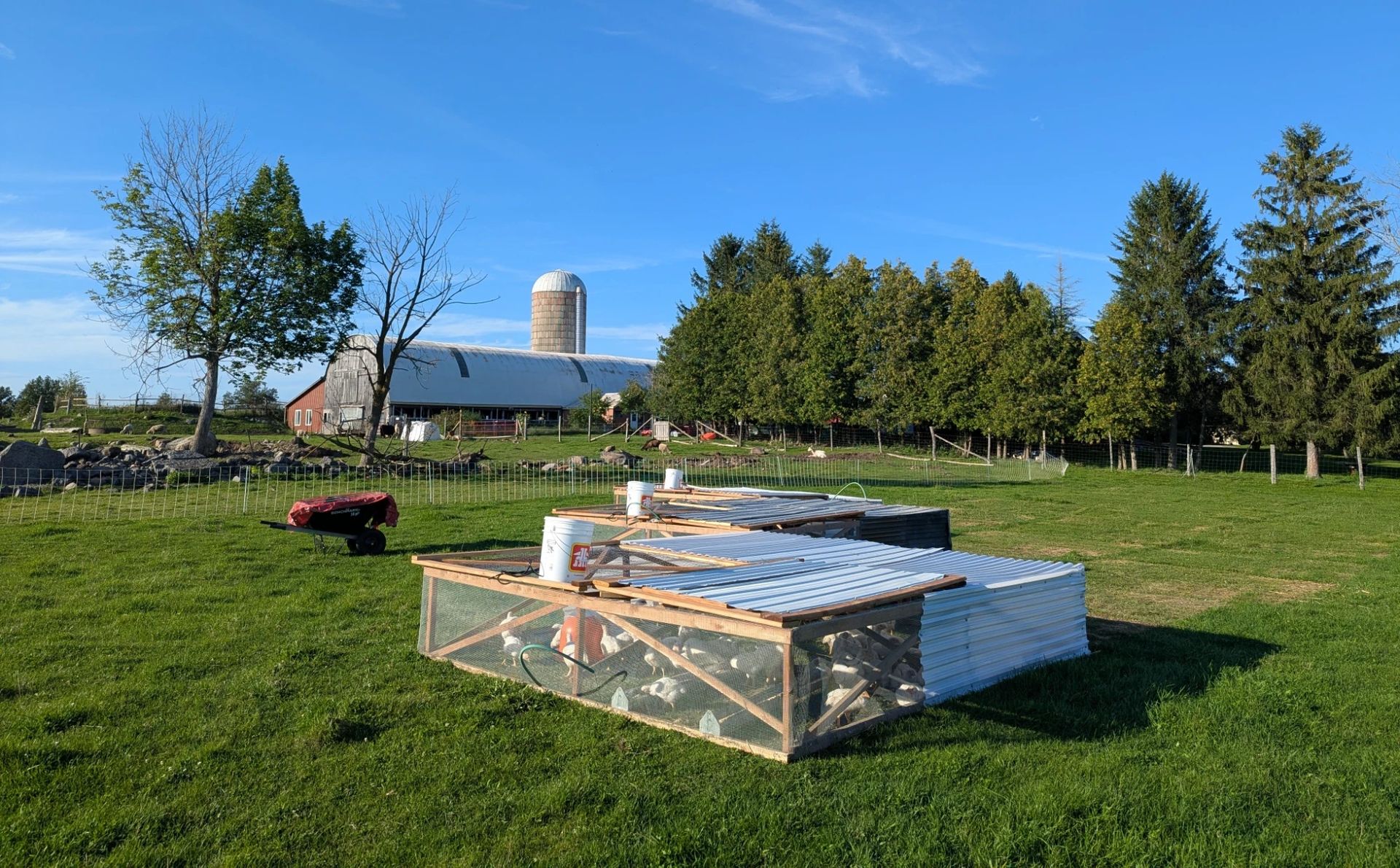 Two open-sided pasture pens with white metal roofs on green grass at Lindisfarn, with the red barn and silo behind under a clear blue sky